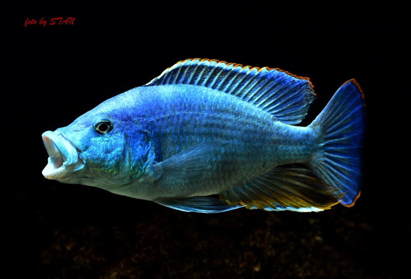 Nimbochromis livingstonii